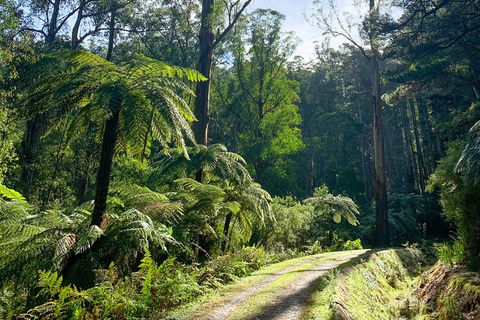 Hiking Tour To Aqueduct And Warburton Valley Lookout - Local Tourism 1