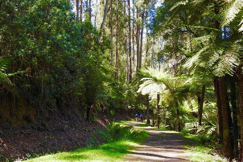 Half-Day Biking Activity From Aqueduct To California Redwoods - Accommodation Australia 2