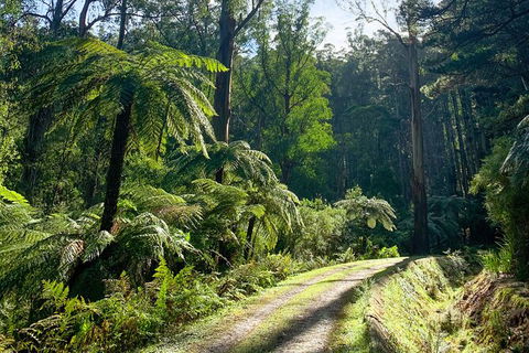 Half-Day Biking Activity From Aqueduct To California Redwoods - Accommodation Australia 1