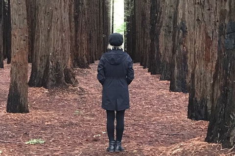 Half-Day Biking Activity From Aqueduct To California Redwoods - Accommodation Australia 0