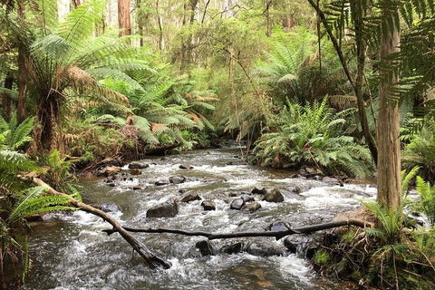 Half-Day Biking Activity From Aqueduct To California Redwoods - Accommodation Australia 3