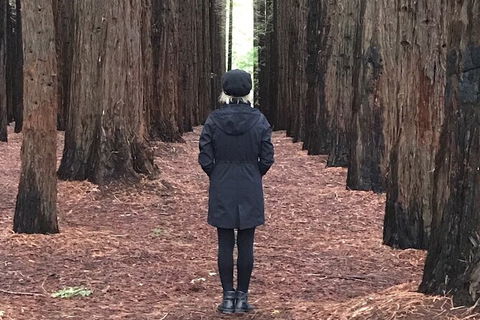 Private Aqueduct To California Redwoods Hiking Tour - Local Tourism 1