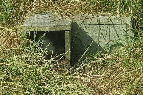 Phillip Island Penguin And Wildlife Tour - Bed n Breakfasts 11