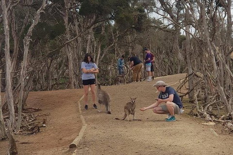 Phillip Island Penguin And Wildlife Tour - Bed n Breakfasts 34