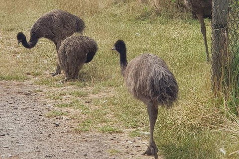 Phillip Island Penguin And Wildlife Tour - Bed n Breakfasts 32
