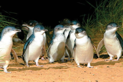 Phillip Island Penguin And Wildlife Tour - Bed n Breakfasts 0