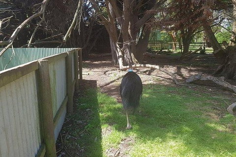 Phillip Island Penguin And Wildlife Tour - Bed n Breakfasts 5