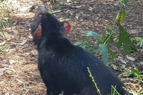 Phillip Island Penguin And Wildlife Tour - Bed n Breakfasts 26