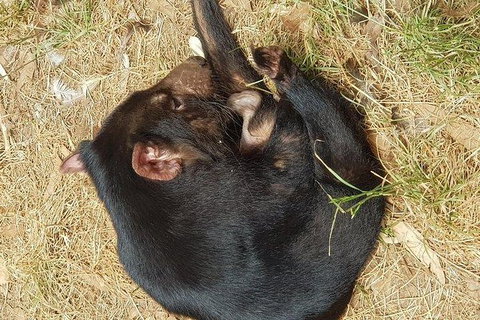 Phillip Island Penguin And Wildlife Tour - Bed n Breakfasts 23