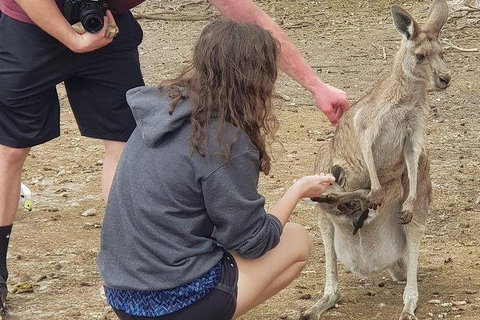 Phillip Island Penguin And Wildlife Tour - Bed n Breakfasts 12