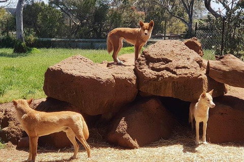 Phillip Island Penguin And Wildlife Tour - Bed n Breakfasts 7
