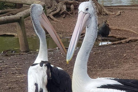 Phillip Island Penguin And Wildlife Tour - Bed n Breakfasts 6