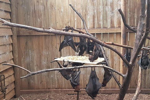 Phillip Island Penguin And Wildlife Tour - Bed n Breakfasts 31