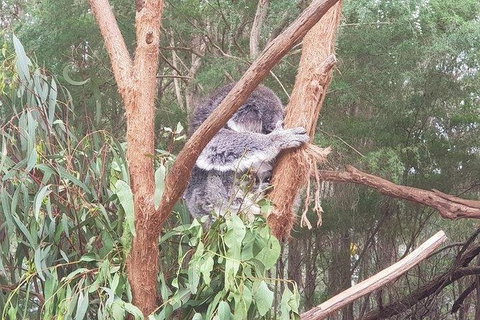 Phillip Island Penguin And Wildlife Tour - Bed n Breakfasts 16