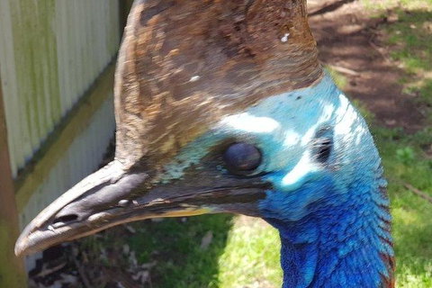 Phillip Island Penguin And Wildlife Tour - Bed n Breakfasts 19