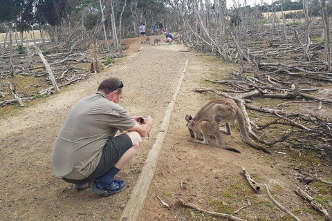 Phillip Island Penguin And Wildlife Tour - Bed n Breakfasts 30