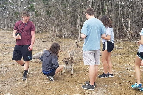Phillip Island Penguin And Wildlife Tour - Bed n Breakfasts 3