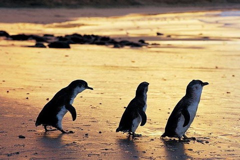 Phillip Island Penguin And Wildlife Tour - Bed n Breakfasts 13