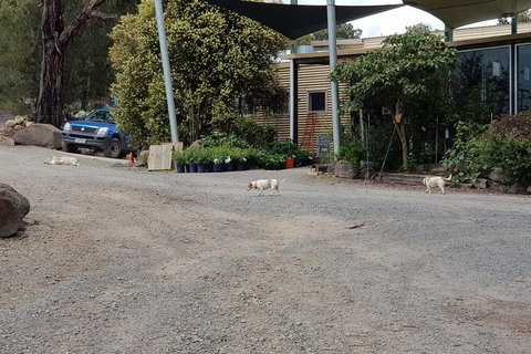 Yarra Valley Wineries And Rayners Orchard Tour From Melbourne - Bed n Breakfasts 24