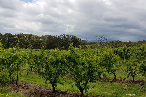 Yarra Valley Wineries And Rayners Orchard Tour From Melbourne - Bed n Breakfasts 18