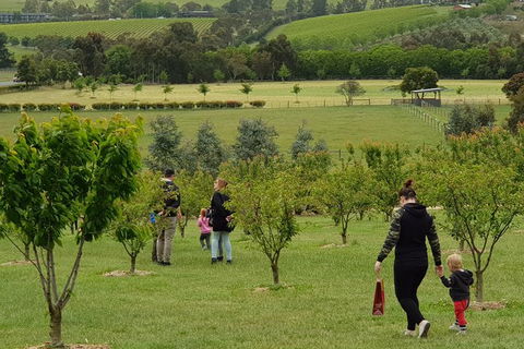 Day Tour Of Yarra Valley Puffing Billy And Rayners Orchard - Local Tourism 36