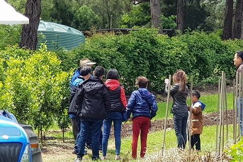 Day Tour Of Yarra Valley Puffing Billy And Rayners Orchard - Local Tourism 16