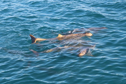 Roebuck Bay Snubfin Dolphin Cruise - Accommodation Australia 2