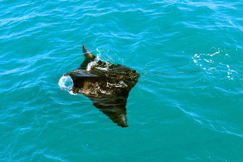 Roebuck Bay Snubfin Dolphin Cruise - Accommodation Australia 3