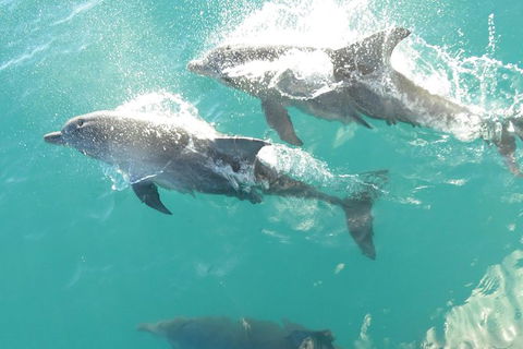 Roebuck Bay Snubfin Dolphin Cruise - Accommodation Australia 0