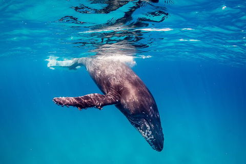 Life On Ningaloo Swimming Tour In Exmouth - Accommodation Australia 5