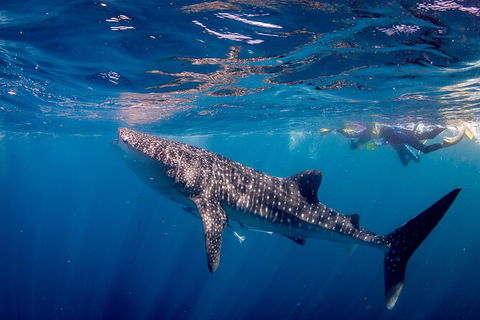 Life On Ningaloo Swimming Tour In Exmouth - Accommodation Australia 2