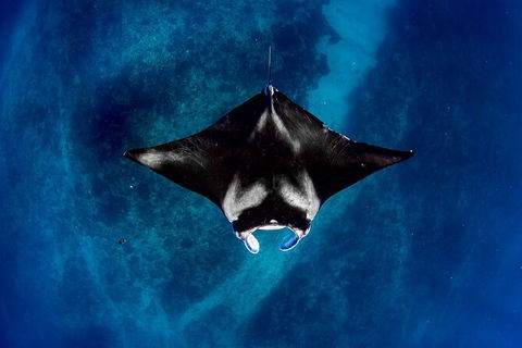 Life On Ningaloo Swimming Tour In Exmouth - Accommodation Australia 3