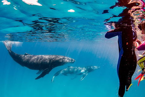 Life On Ningaloo Swimming Tour In Exmouth - Accommodation Australia 0