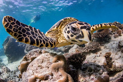 Life On Ningaloo Swimming Tour In Exmouth - Accommodation Australia 1