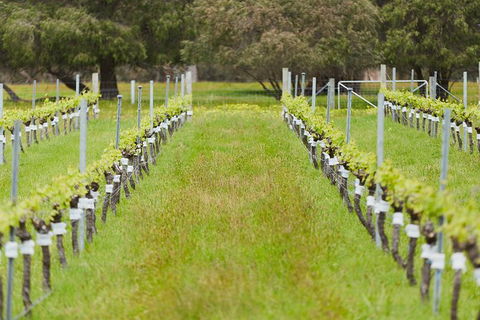 Organic Vineyard/Farm Tour - Accommodation Australia 4