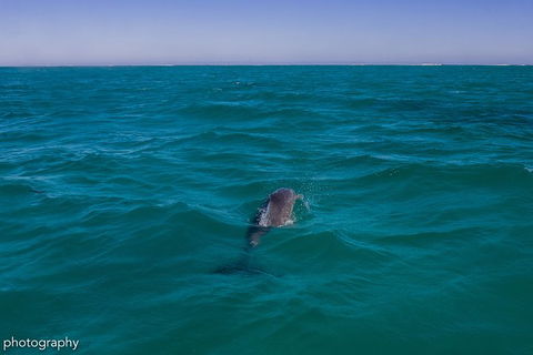 Ningaloo Immersion Private Charter - Accommodation Australia 1