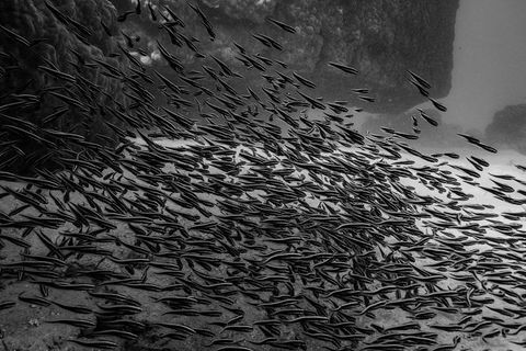 Ningaloo Immersion Private Charter - Accommodation Australia 5