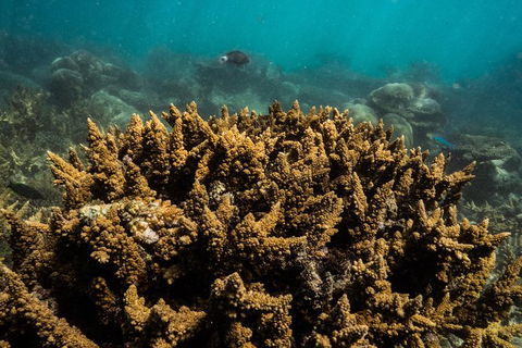 Ningaloo Immersion Private Charter - Accommodation Australia 6