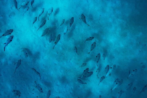 Ningaloo Immersion Private Charter - Accommodation Australia 2
