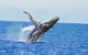 Guided Whale Watching Boat Tour At Kalbarri - thumb 0