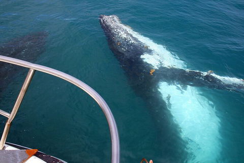 Guided Whale Watching Boat Tour At Kalbarri - Accommodation Australia 3