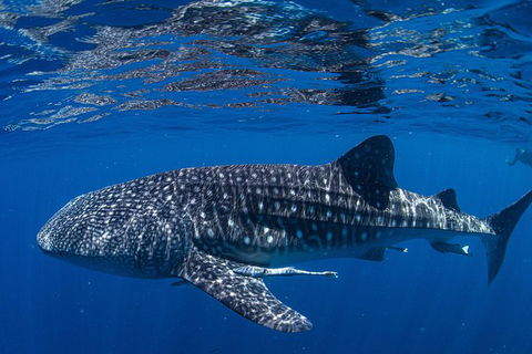 Full-Day Whale Sharks Swimming Experience On Ningaloo Reef - Accommodation Australia 10