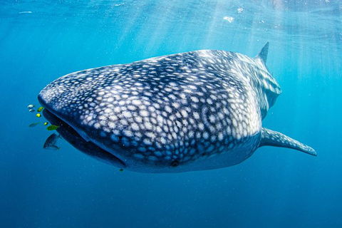 Full-Day Whale Sharks Swimming Experience On Ningaloo Reef - Accommodation Australia 9