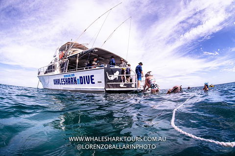Full-Day Whale Sharks Swimming Experience On Ningaloo Reef - Accommodation Australia 13