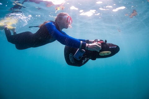 Full-Day Whale Sharks Swimming Experience On Ningaloo Reef - Accommodation Australia 4