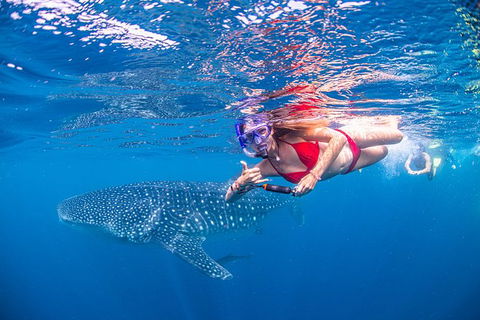 Full-Day Whale Sharks Swimming Experience On Ningaloo Reef - Accommodation Australia 0