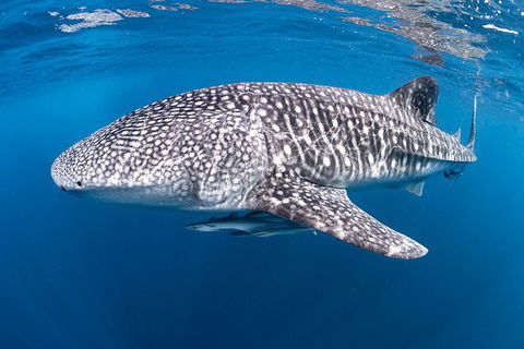 Full-Day Whale Sharks Swimming Experience On Ningaloo Reef - Accommodation Australia 14