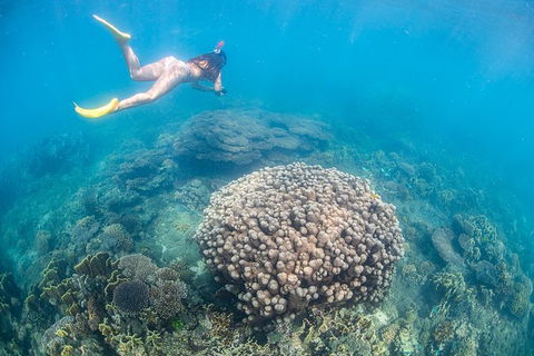 Full-Day Whale Sharks Swimming Experience On Ningaloo Reef - Accommodation Australia 6