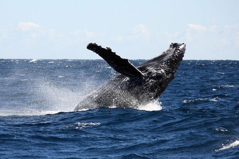 Full-Day Whale Sharks Swimming Experience On Ningaloo Reef - Accommodation Australia 8