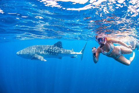 Full-Day Whale Sharks Swimming Experience On Ningaloo Reef - Accommodation Australia 17